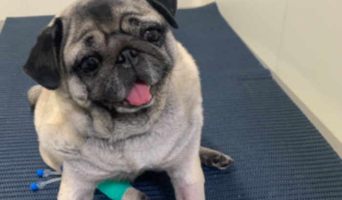 Tomografia e fisioterapia para minha cadela voltar a caminhar