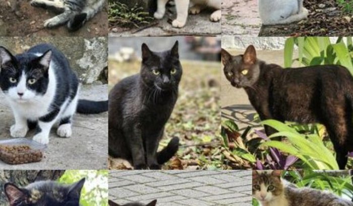 Arrecadação Gatinhos parque do Jockey