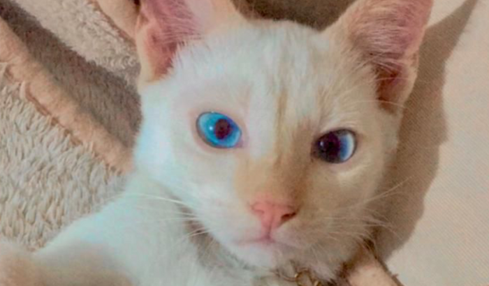 Cirurgia Ortopédica para Floquinho (Gato)