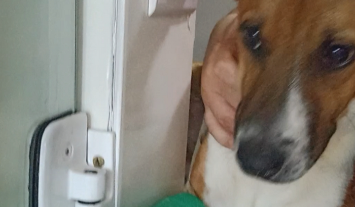 Ajuda para internação do Bili.