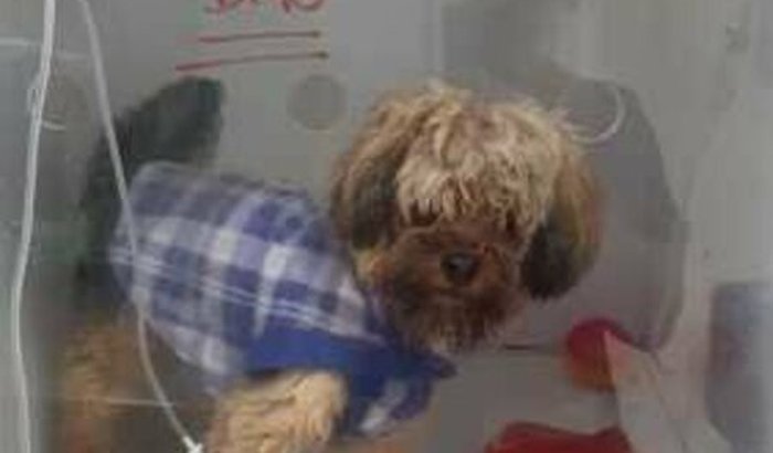 Nos ajude no tratamento do timtim