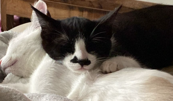 Castração de duas gatinhas, cada uma no valor de 275 reais