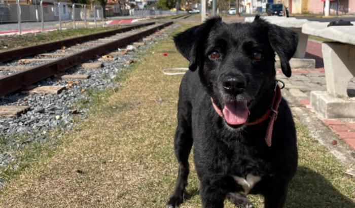 Ajuda para o tratamento de Câncer da JUJU