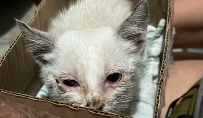 Ajuda para salvar uma gatinha 