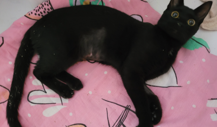 Cirurgia para gatinha com pata quebrada 