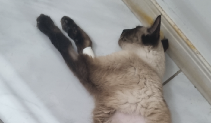 Cirurgia Milk - Fecaloma