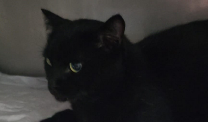 Ajuda para tratamentos do gatinho Tae