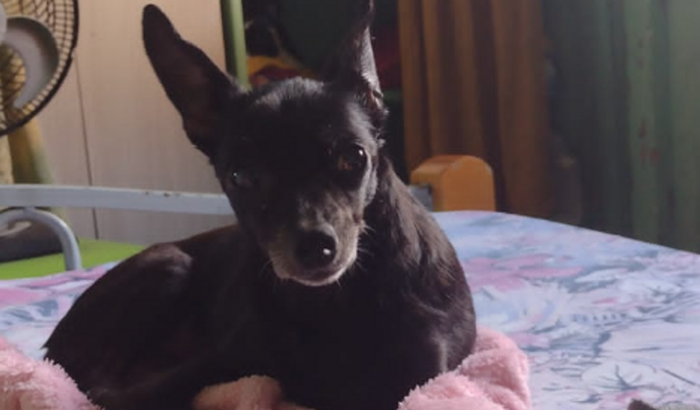 Ajudem a salvar a brenda