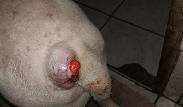 Ajudar minha cachorra fazer a cirurgia de um nódulo