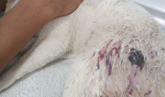 PELA VIDA DO BIBICO QUE SE ENCONTRA INTERNADO