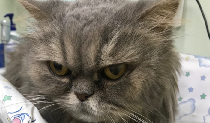 Ajude o Heitor na cura para Ectericia