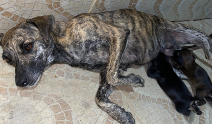 Ajuda para cachorrinha 