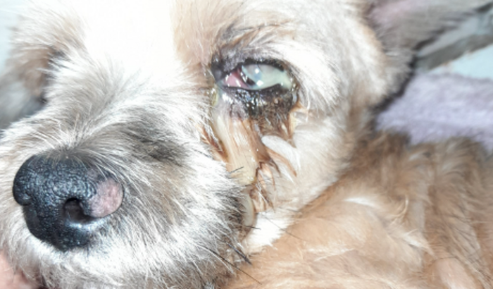 Ajuda oftalmo Pet - DJ