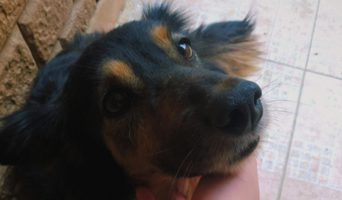 Ajuda para cirurgia da Mayla