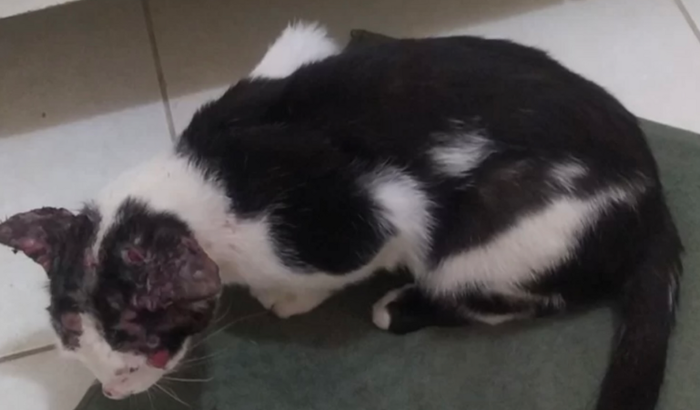 Ajude o Elizabeth 🐈