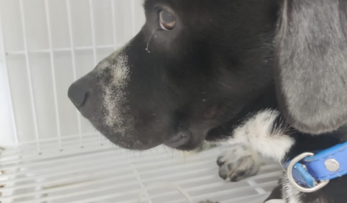 CACHORRINHO com PAROVIROSE CANINA CASO GRAVE! AJUDE O FRANCISCO