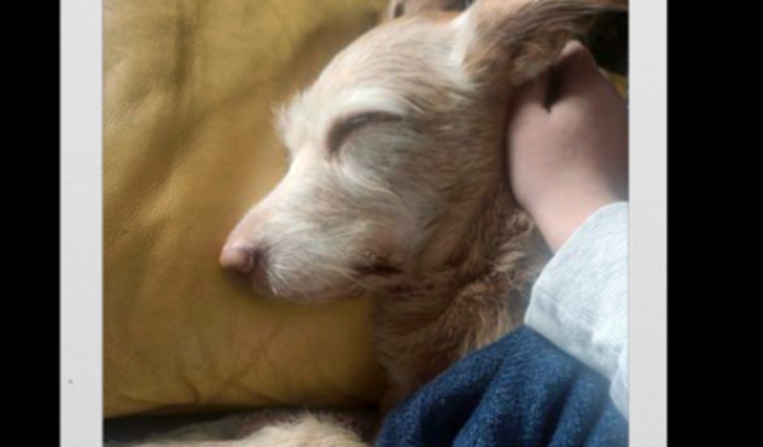 Ajude a salvar a vida do Pingo