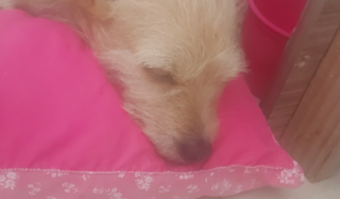 AJUDA MENINA QUE FOI ATACADA