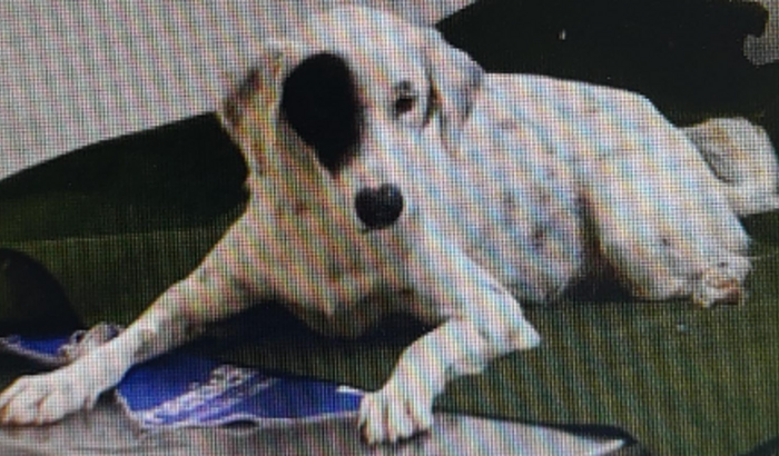 AJUDE CRISTAL FAZER SUA CIRURGIA