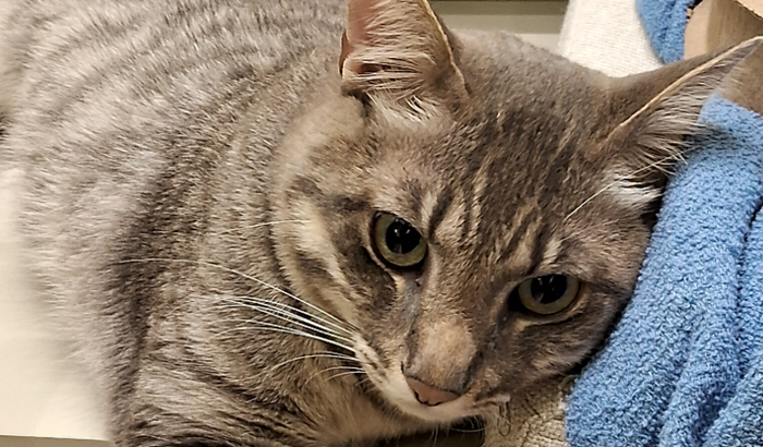 Consulta psiquiátrica para o Tom