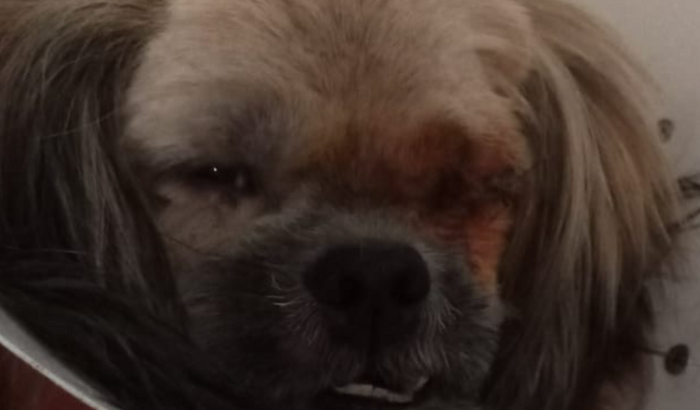 Vaquinha da cachorrinha suzi