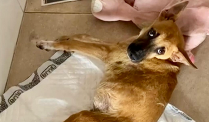 Tratamento BOB (filhote resgatado de atropelamento)