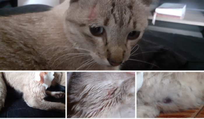 Pagar o veterinário do Kookie