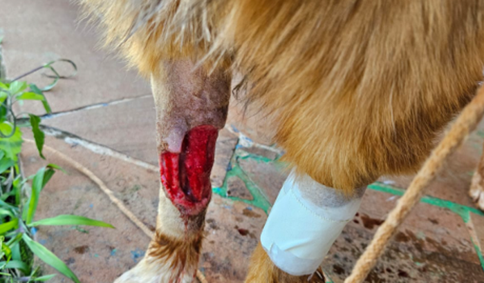 Tratamento do cão que vive no entorno do Polo UAB de Tapejara