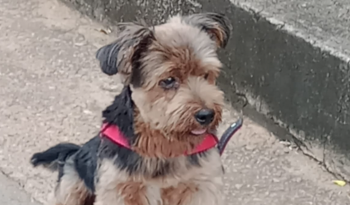 Consulta para catarata do Simba