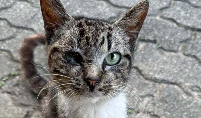 Ajudem a Sereia!!! 🐱