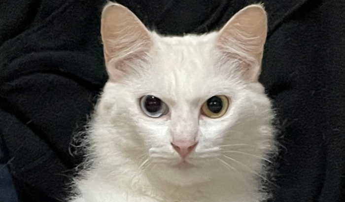 Tratamento de Câncer do Björn 