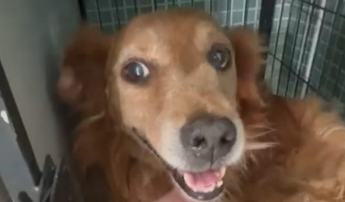 Ajude o Alemãozinho (cão)