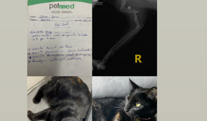 Cirurgia para Diana, Que levou um tiro 
