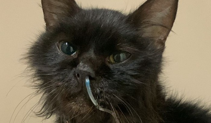 Ajuda para pagar a dívida da clínica veterinária