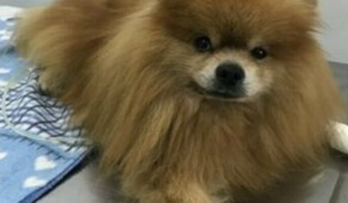 Tratamento paliativo para o Bartto