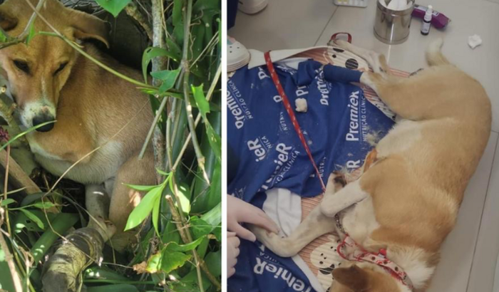 Ajude o Samuca a realizar sua cirurgia 