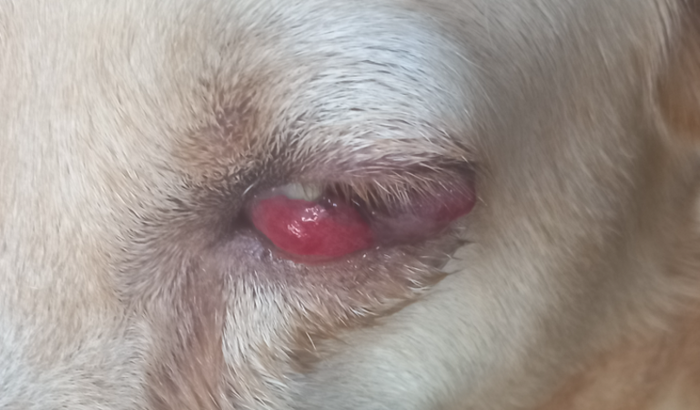 Para o tratamento do Marley