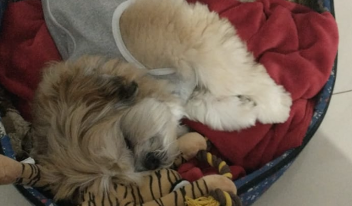 Ajude a salvar a vida do Max