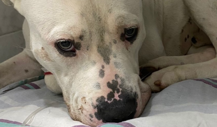 Ajude o Duquinho a curar da Parvovirose