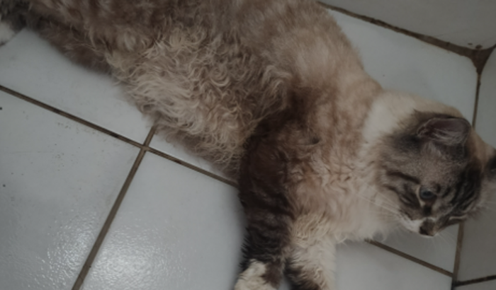 Ajude meu gato com problemas nos rins a conseguir ir a um veterinário!