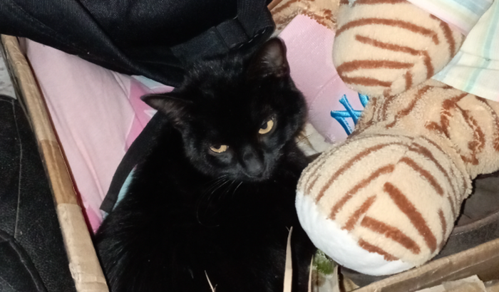 Ajude a mamãe Jinx e seus filhotes