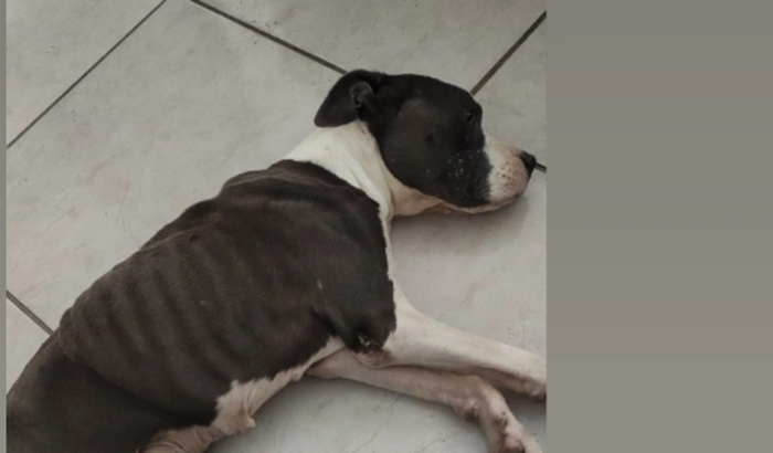 Ajude a salvar a vida da cali