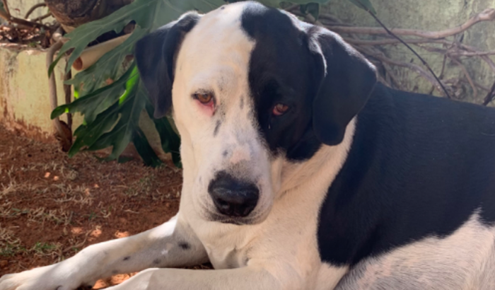 Cirurgia do Rackham (rompimento do ligamento cruzado)