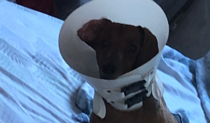 Ajude a Salvar a Vida da Minha Cadelinha