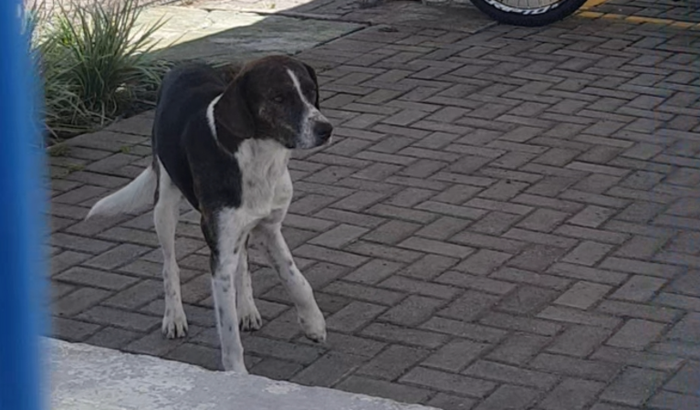 Ajuda para a cirurgia do Mingau