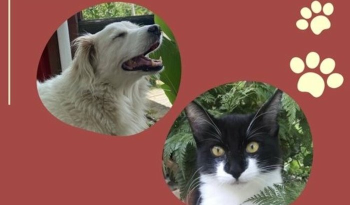 AJUDA PARA PAGAR O TRATAMENTO DO ALFREDO E DA CHICA