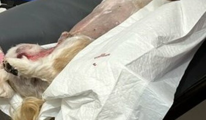 Ajude o BORIS a andar novamente 🐶