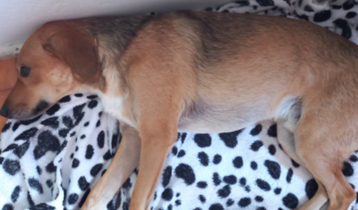 Ajude Thor no tratamento da parvovirose 