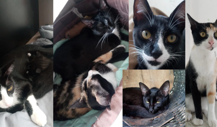 SALVE ESSES GATINHOS/AJUDA PARA VACINAR E CASTRAR MEUS GATOS