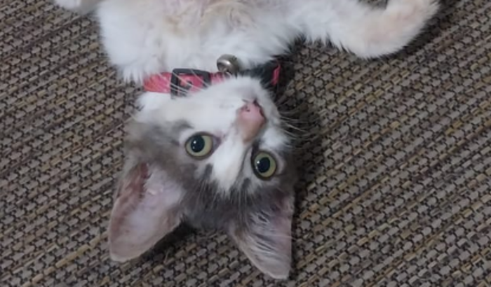 Ajude a minha gatinha Chloe nasce sem ânus para defecar logo!